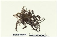 藏品(蟲毛苔)的圖片